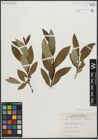 Foto von Salix planifolia Pursh